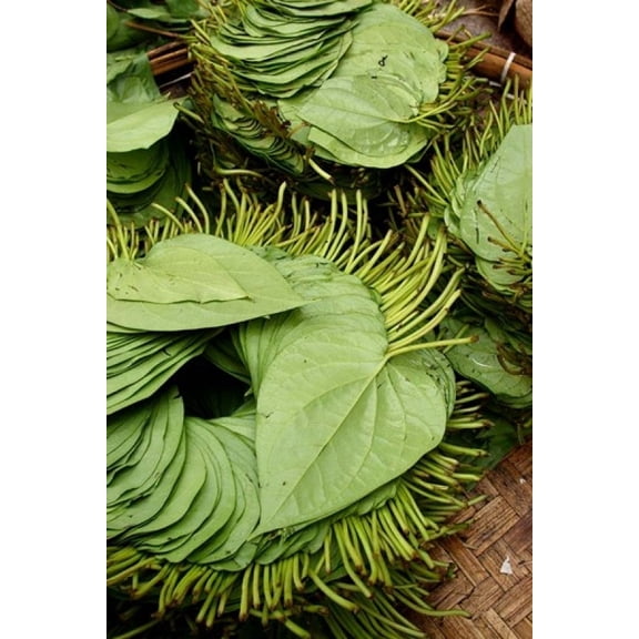 Betel Leaves (Piper Betle) Used to Make Quids For Sale at Market Myanmar Canvas Art - Jay Sturdevant DanitaDelimont (11 x 17)
