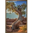 thumbnail image 1 of Beth Sheridan - Dead Horse Point Wall Poster, 22.375" x 34", Framed, 1 of 3