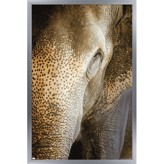 Beth Sheridan - Indian Elephant Wall Poster, 14.725" x 22.375", Framed