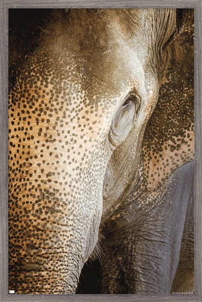 Beth Sheridan - Indian Elephant Wall Poster, 14.725" x 22.375", Framed