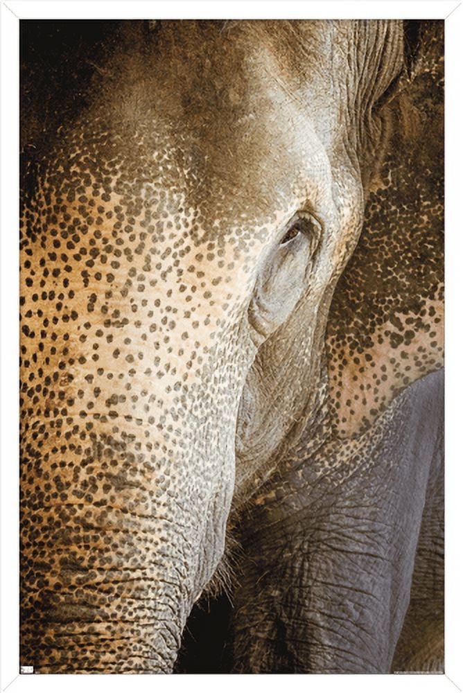 Beth Sheridan - Indian Elephant Wall Poster, 14.725" x 22.375", Framed