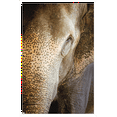 thumbnail image 1 of Beth Sheridan - Indian Elephant Wall Poster, 22.375" x 34", Framed, 1 of 3