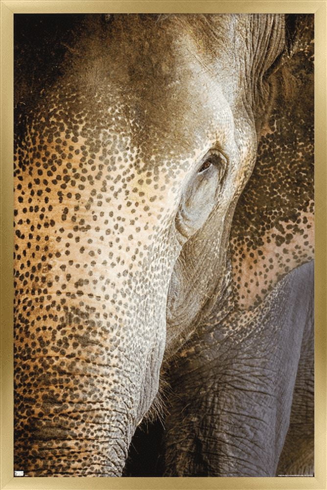 Beth Sheridan - Indian Elephant Wall Poster, 22.375" x 34", Framed