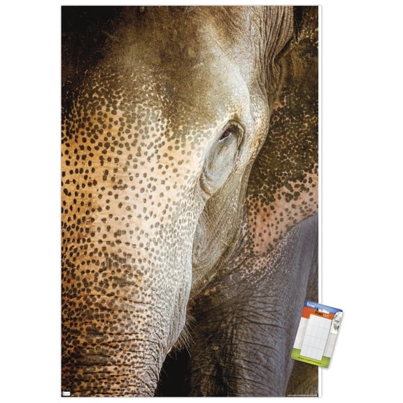 Beth Sheridan - Indian Elephant Wall Poster, 22.375" x 34"