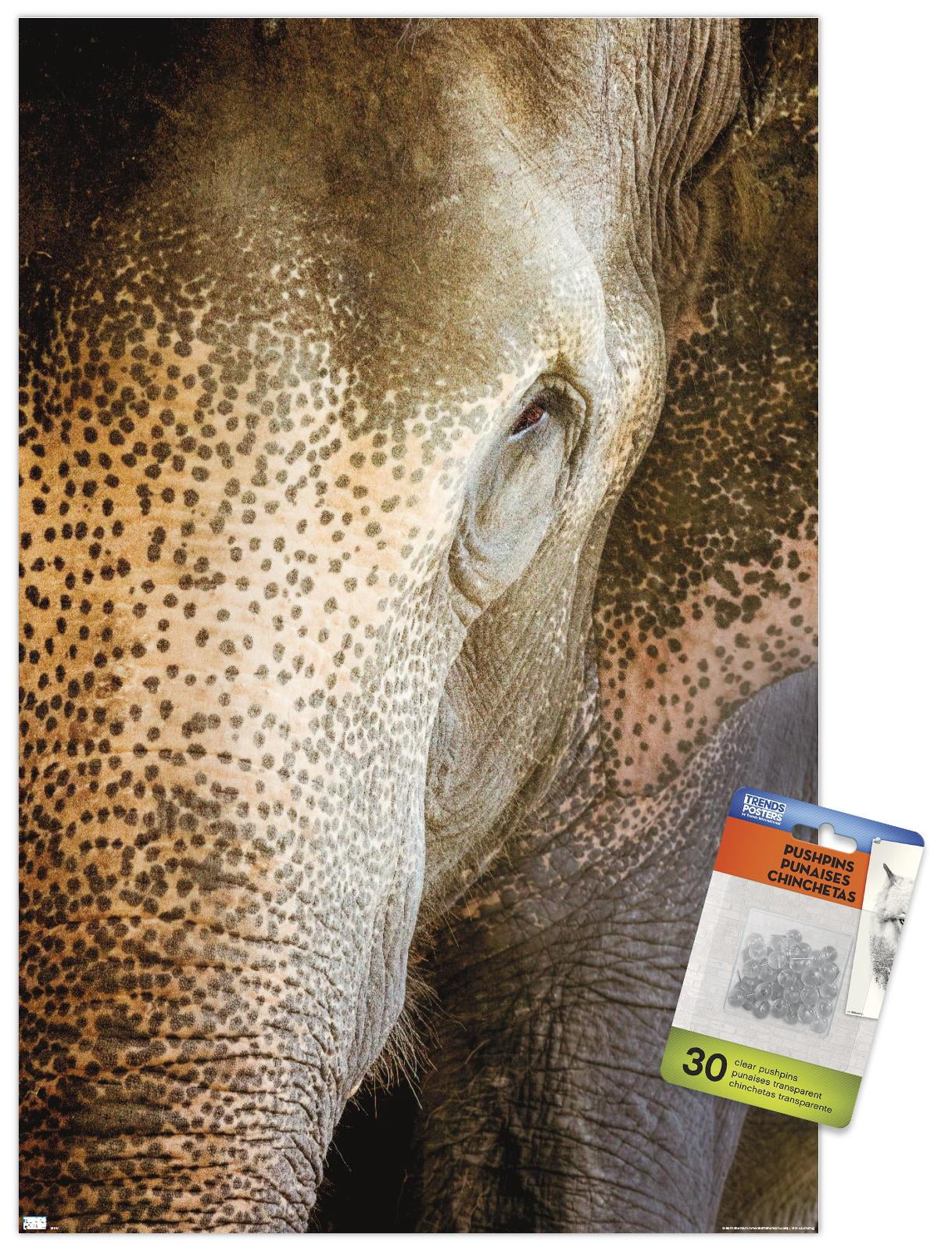 Beth Sheridan - Indian Elephant Wall Poster with Pushpins, 14.725" x 22.375"