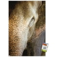 thumbnail image 1 of Beth Sheridan - Indian Elephant Wall Poster with Pushpins, 22.375" x 34", 1 of 3