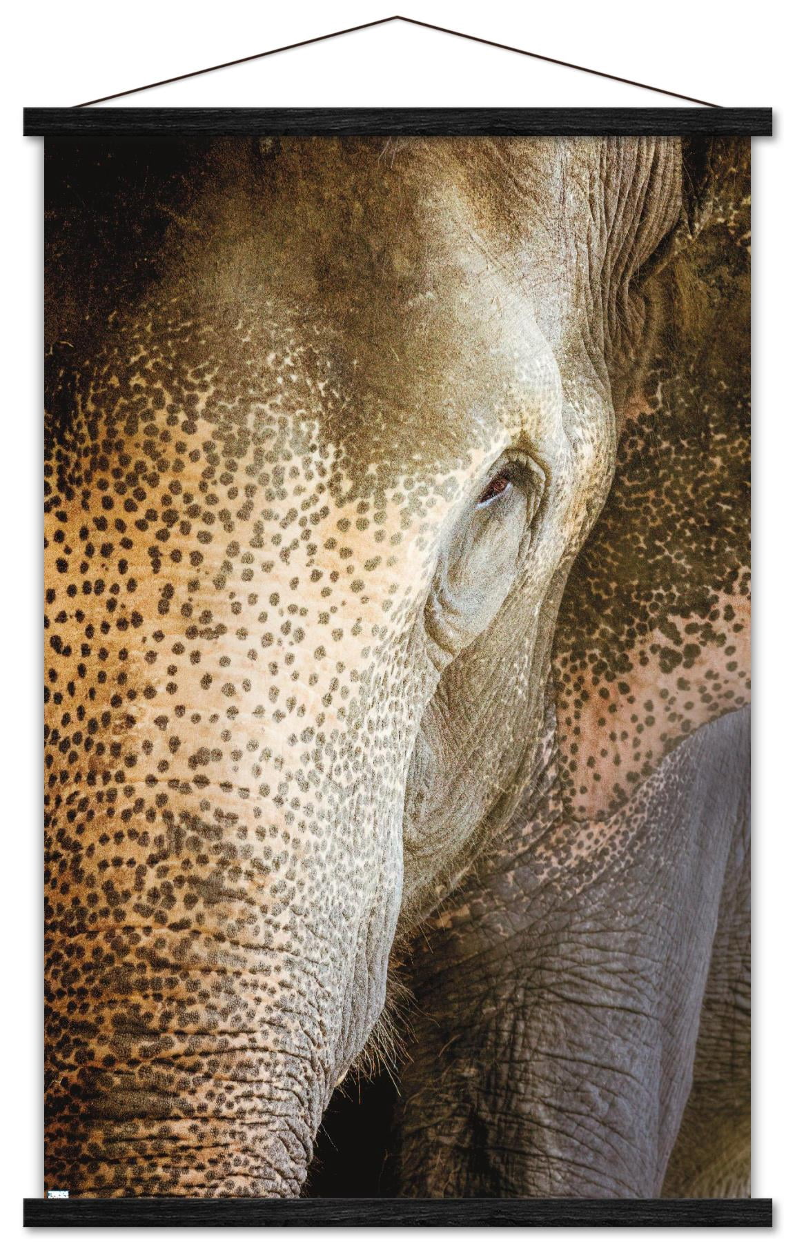 Beth Sheridan - Indian Elephant Wall Poster with Wooden Magnetic Frame, 22.375" x 34"