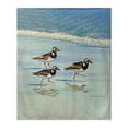 thumbnail image 1 of Betsy Drake BK1183 50 x 60 in. Ruddy Turnstones Throw, 1 of 1