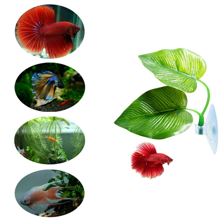 Betta leaf hammock review sale