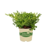Better Boxwood Babylon Beauty (2.5 Qt.) Evergreen Full Sun Perennial Shrub with Glossy Green Foliage