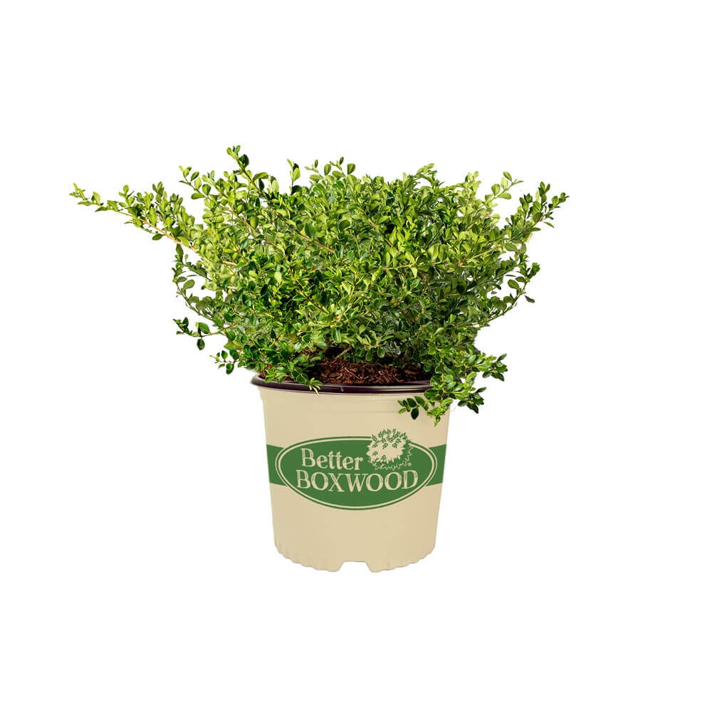 Better Boxwood Babylon Beauty (2 gal.) Evergreen Full Sun Perennial Shrub with Glossy Green Foliage
