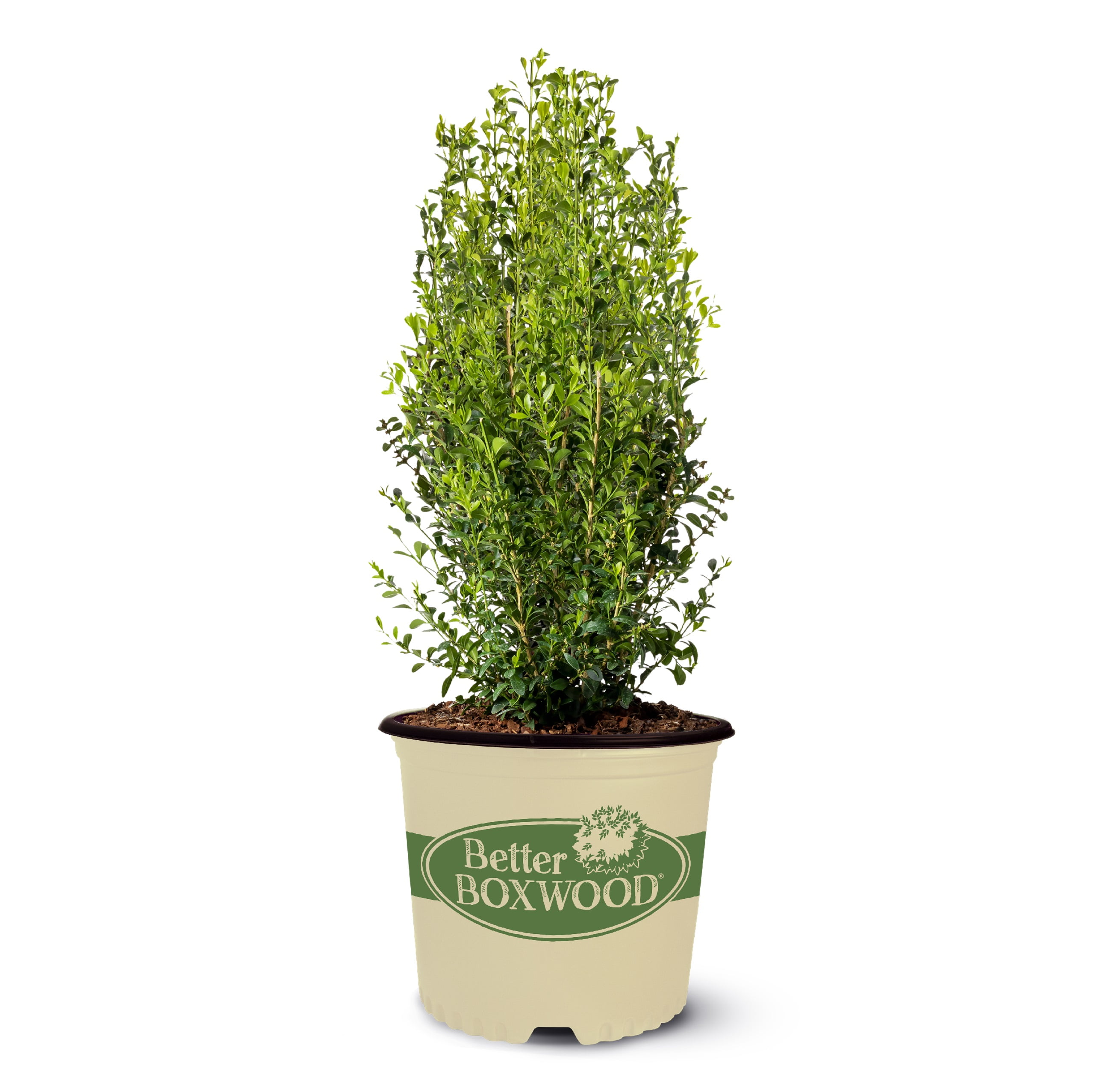 Better Boxwood Heritage (2 gal.) Evergreen Shrub for Full Sun with Glossy Green Foliage