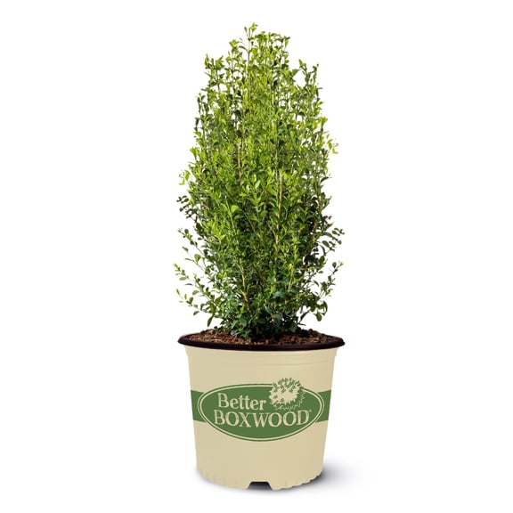 Better Boxwood Heritage (2 gal.) Evergreen Shrub for Full Sun with Glossy Green Foliage