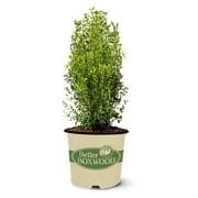 Better Boxwood Heritage Live Shrub in 2-Gallon Grower Pot