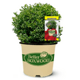thumbnail image 1 of Better Boxwood Renaissance Evergreen Live Shrub in 2.5-Quart Grower Pot, 1 of 10