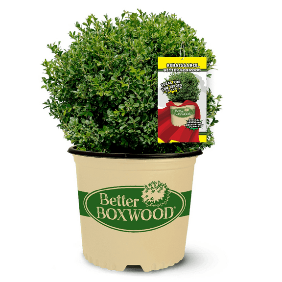Better Boxwood Renaissance Evergreen Live Shrub in 2.5-Quart Grower Pot