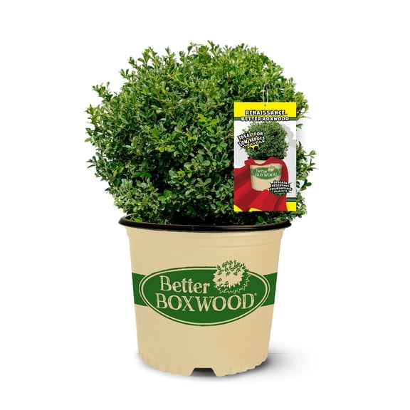 Better Boxwood Renaissance (2 gal.) Evergreen Full Sun Perennial Shrub with Glossy Green Foliage