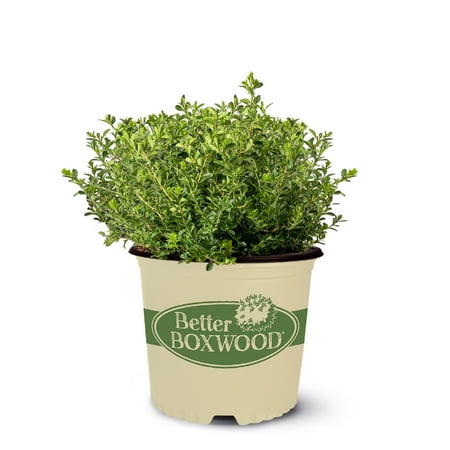 Better Boxwood Renaissance Live Shrub in 1-Gallon Grower Pot