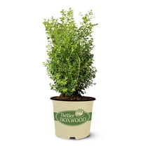 Better Boxwood Skylight Live Shrub (2 Gallon)