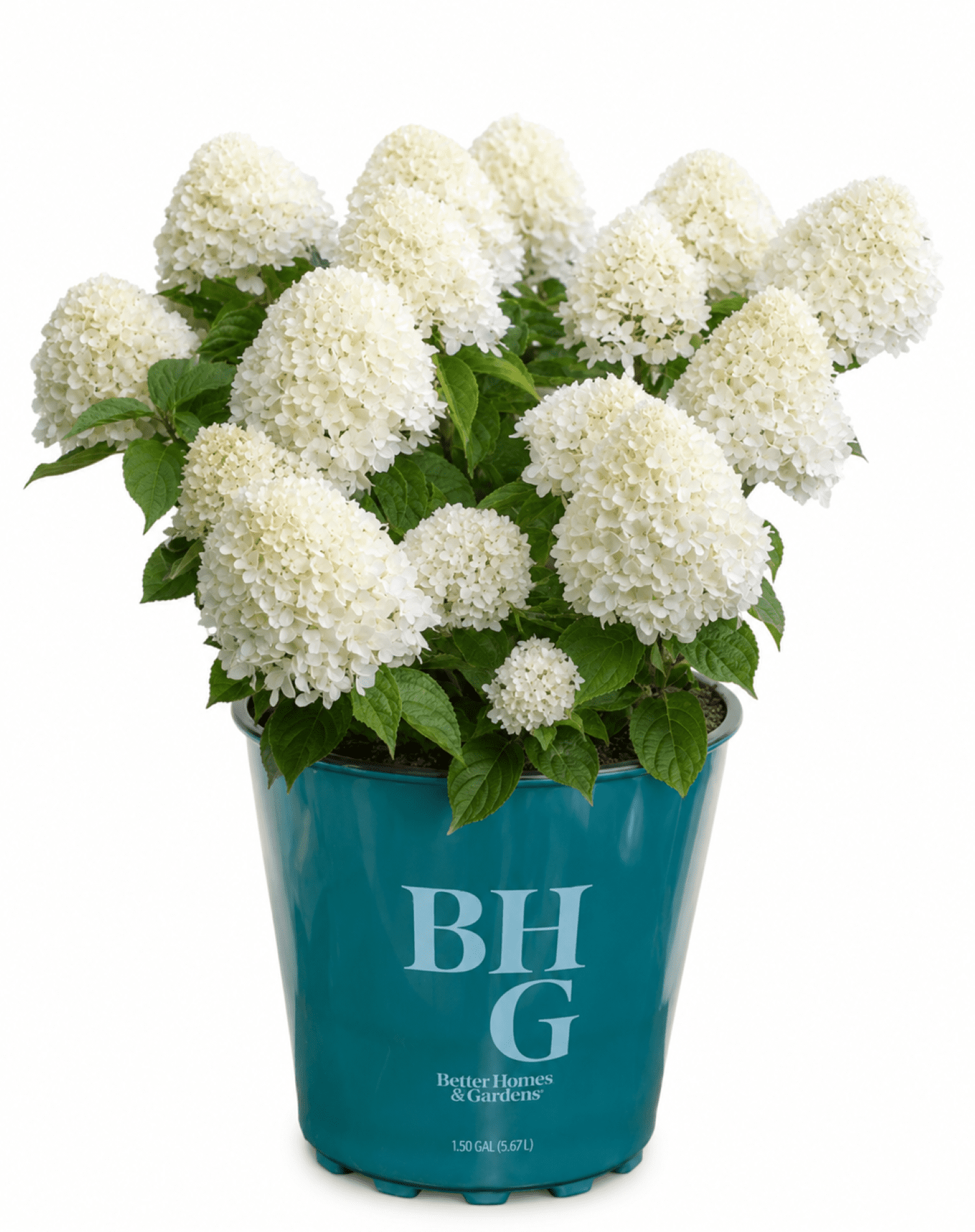 Better Homes & Gardens 1.5 Gallon Hydrangea Little Blossom White