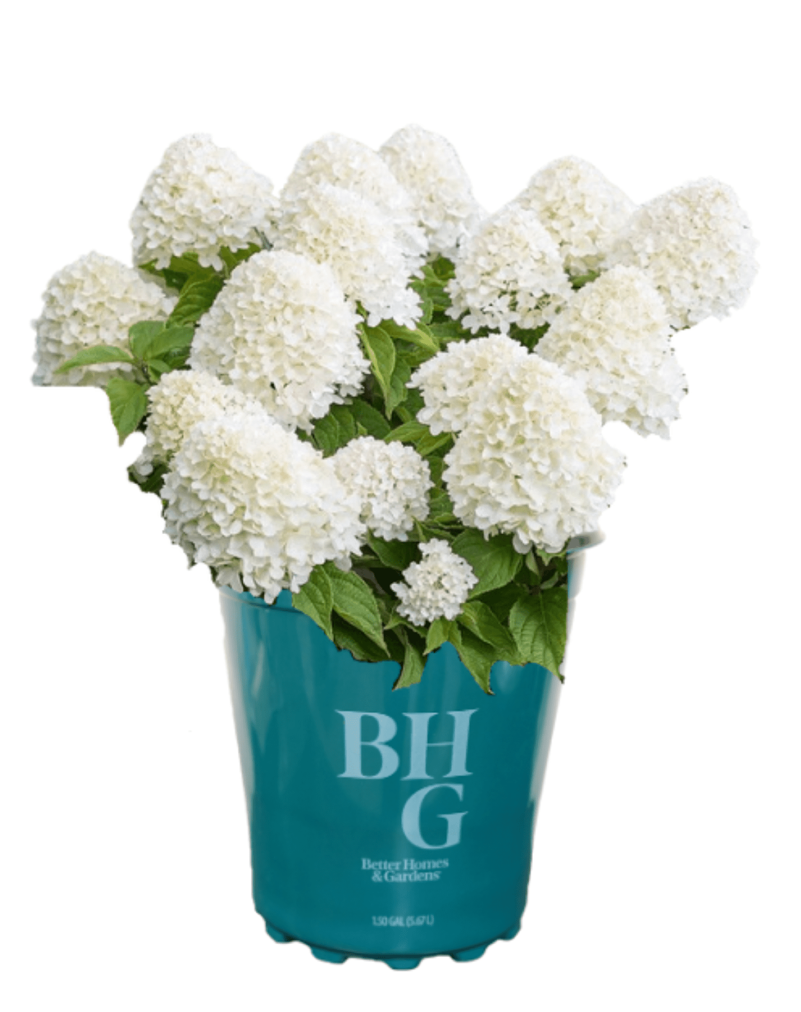 Better Homes & Gardens 1.5 Gallon Hydrangea Sugar Rush (White With Lime Tips) Shrubs Live Plants Outdoor, Partial Sun