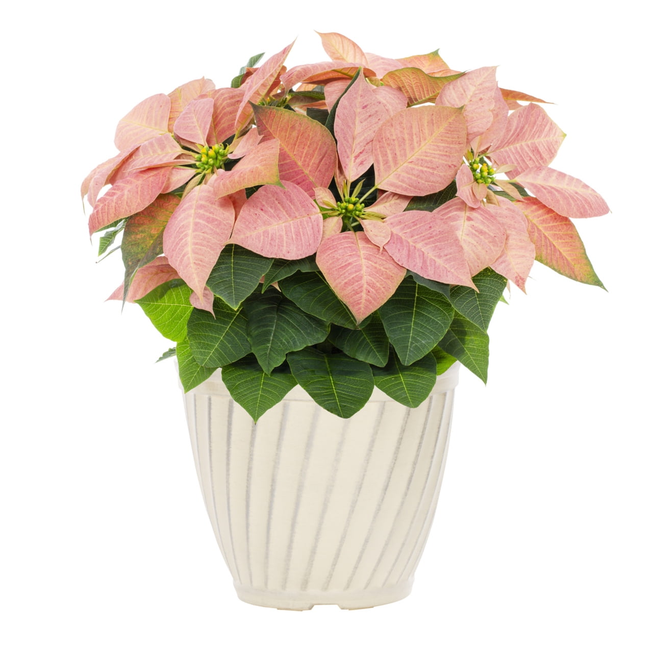 Better Homes & Gardens 1.25Gal Orange Poinsettia Houseplant Decorative Pot Indirect Sunlight