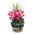 thumbnail image 1 of Better Homes & Gardens 1.5 Gallon Multicolor Dahlia Flowering Combo Outdoor Live Plants Full Sun, 1 of 7