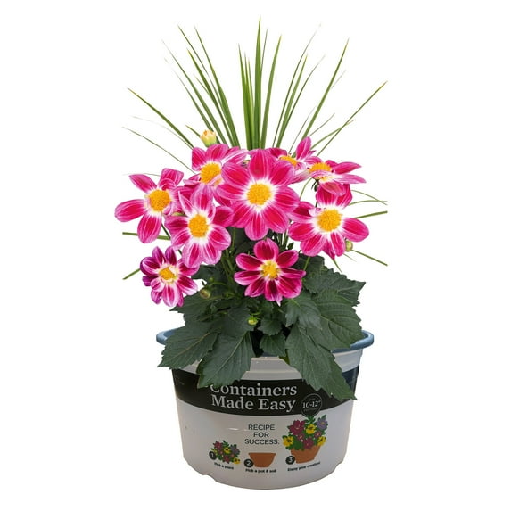 Better Homes & Gardens 1.5 Gallon Multicolor Dahlia Flowering Combo Outdoor Live Plants Full Sun