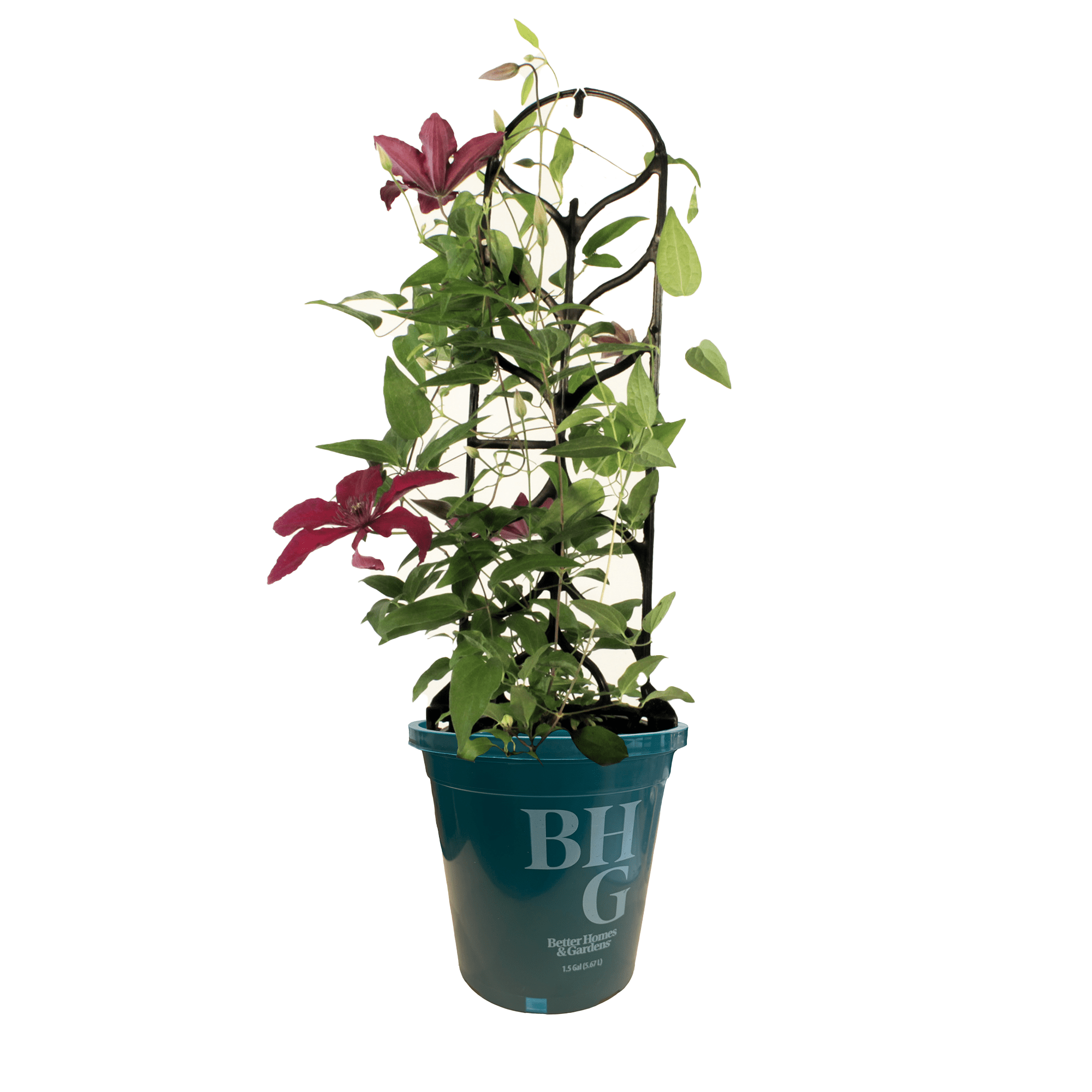Better Homes & Gardens 1.5 Gallon Purple Blue Clematis Perennial Vining Outdoor Live Plants Full Sun