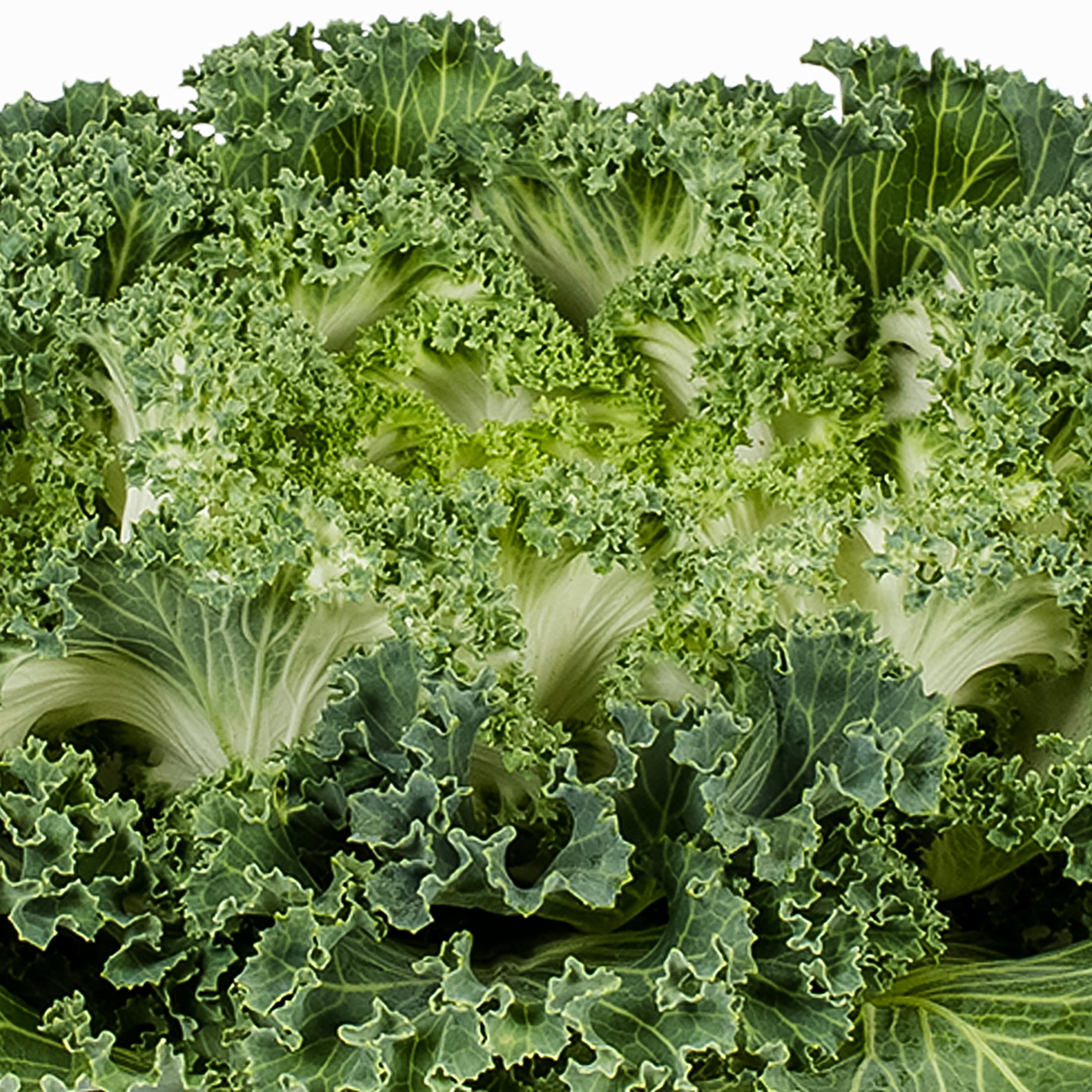 Cabbage Sun Better Homes & Gardens 1.5G Cabbage Combo Live Plants Sun - Walmart.com
