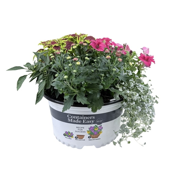 Containers Made Easy 1.5G Garden Mum Flowers Live Plant Containers Made Easy