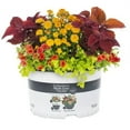thumbnail image 1 of Better Homes & Gardens 1.5G Garden Mum Live Plant in Grower Pot, 1 of 10