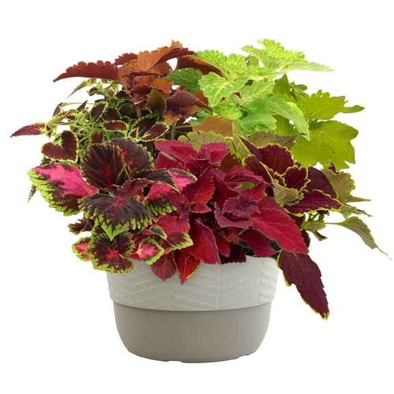 Better Homes & Gardens 1.5G Green Orange Coleus Mix Live Plant Decorative Pot