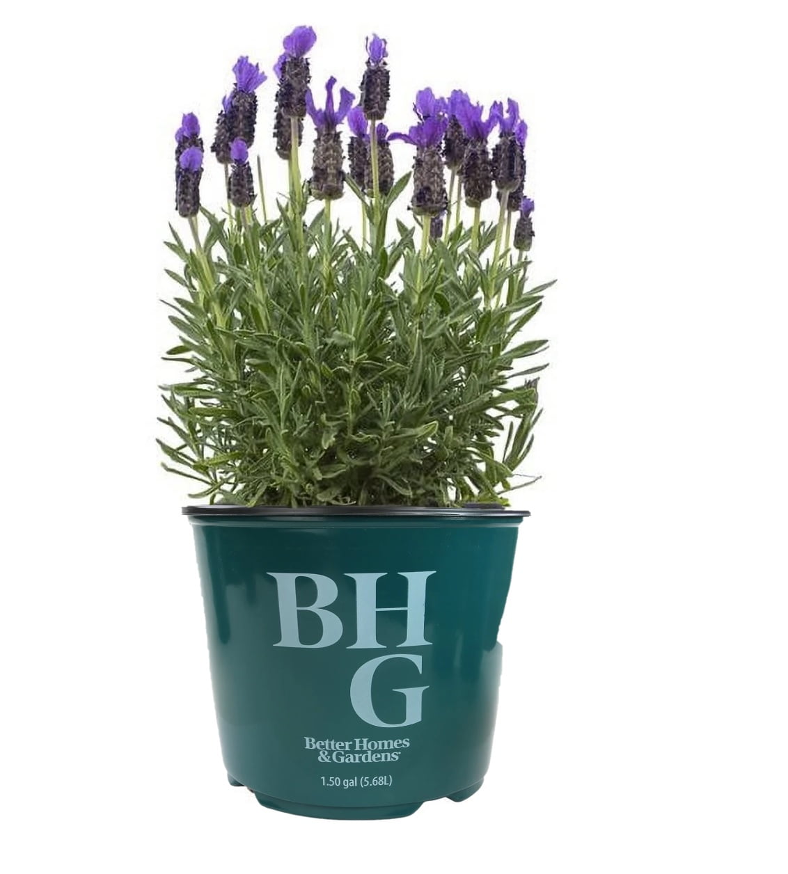 indoor planter wood Self-Watering Spruce Planter (21