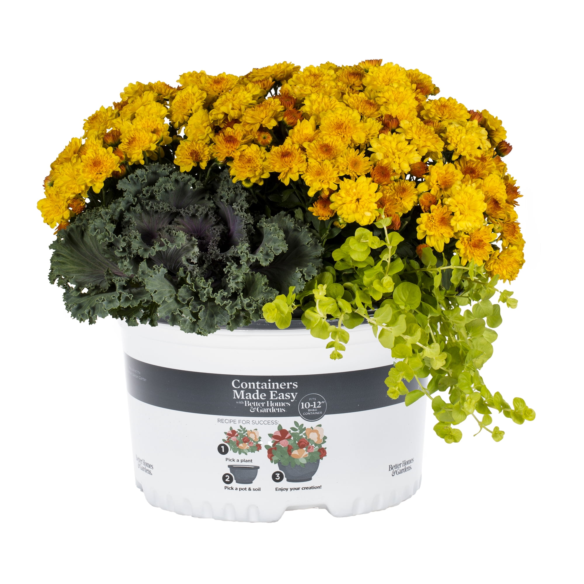 Better Homes & Gardens 1.5G Multicolor Garden Mum Combo Live Plants