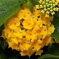 thumbnail image 1 of Better Homes & Gardens 1.5 Gallon Multicolor Lantana Annual Flowers Outdoor Live Plants Full Sun, 1 of 4