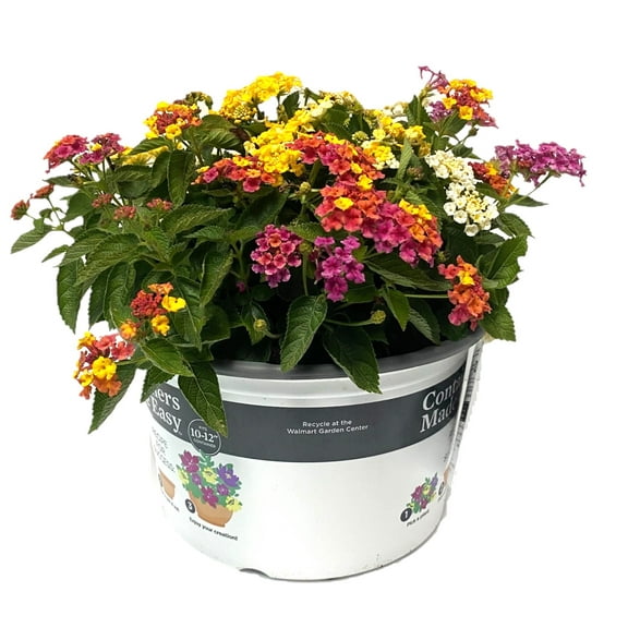 Better Homes & Gardens 1.5G Multicolor Lantana Combo Live Plant Containers Made Easy Sun