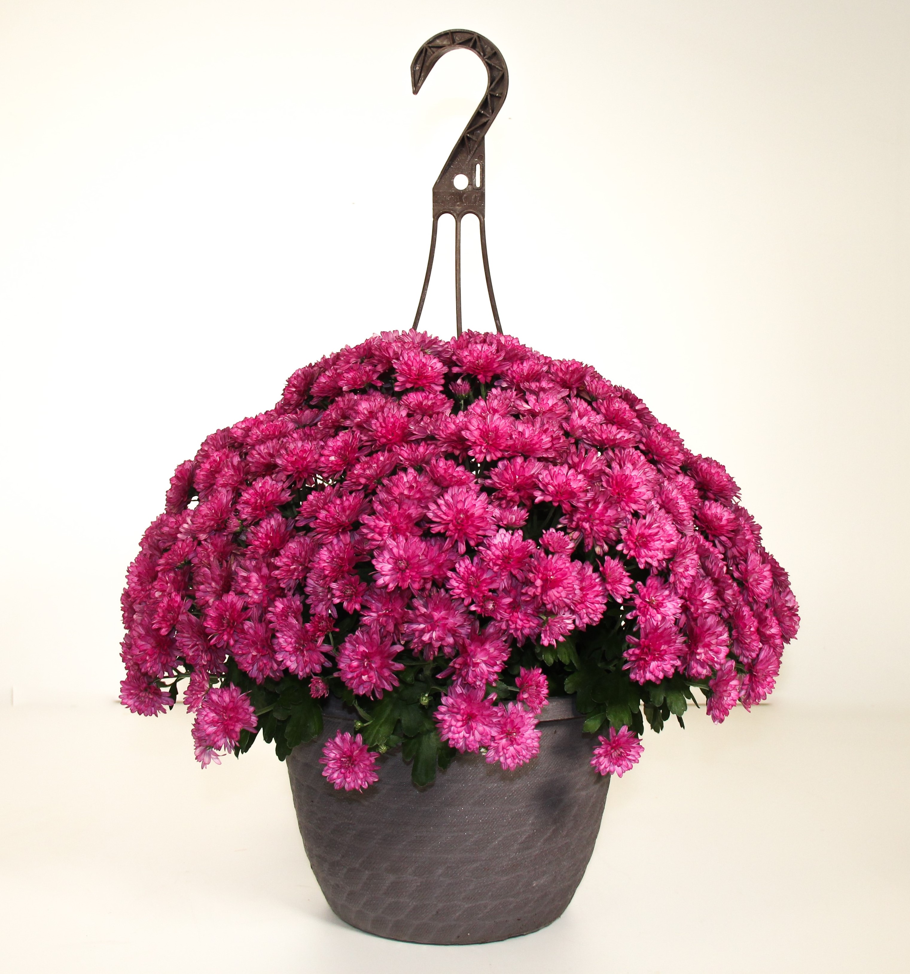 Better Homes & Gardens 1.5G Multicolor Mum Full Sun Live Plants with