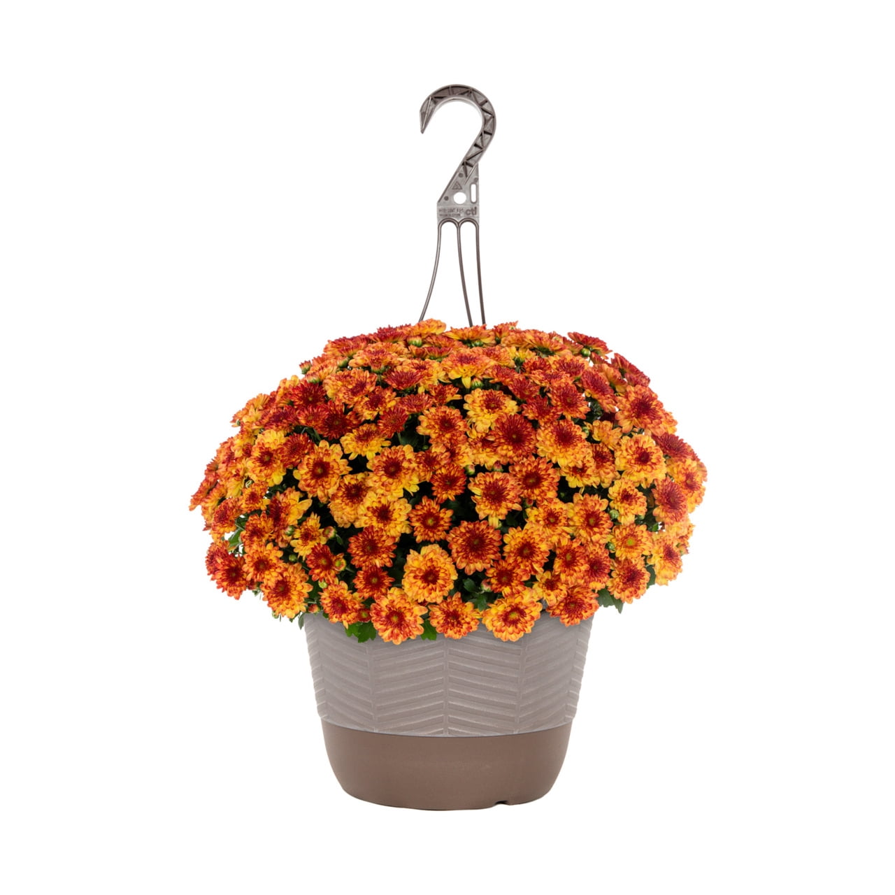 Better Homes & Gardens 1.5G Red & Yellow Bi-Color Garden Mum Live Plant in Hanging Basket