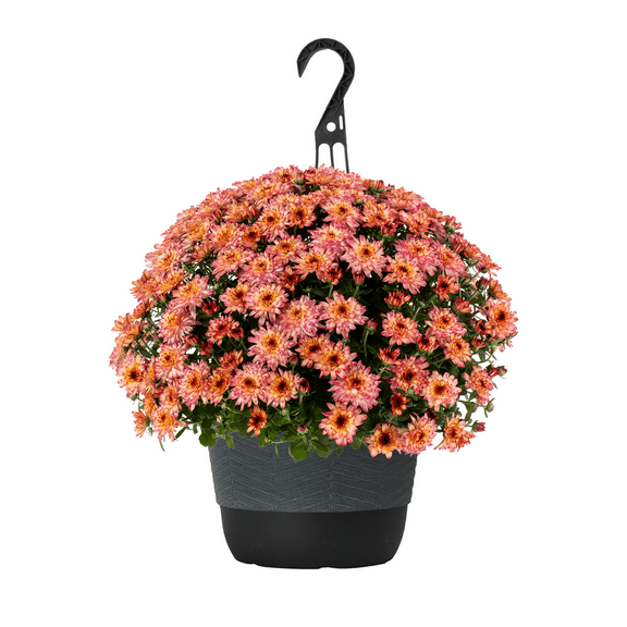 Better Homes & Gardens 1.5G Pink and White Mum Full Sun Live Plant (1-Pack) in Hanging Basket