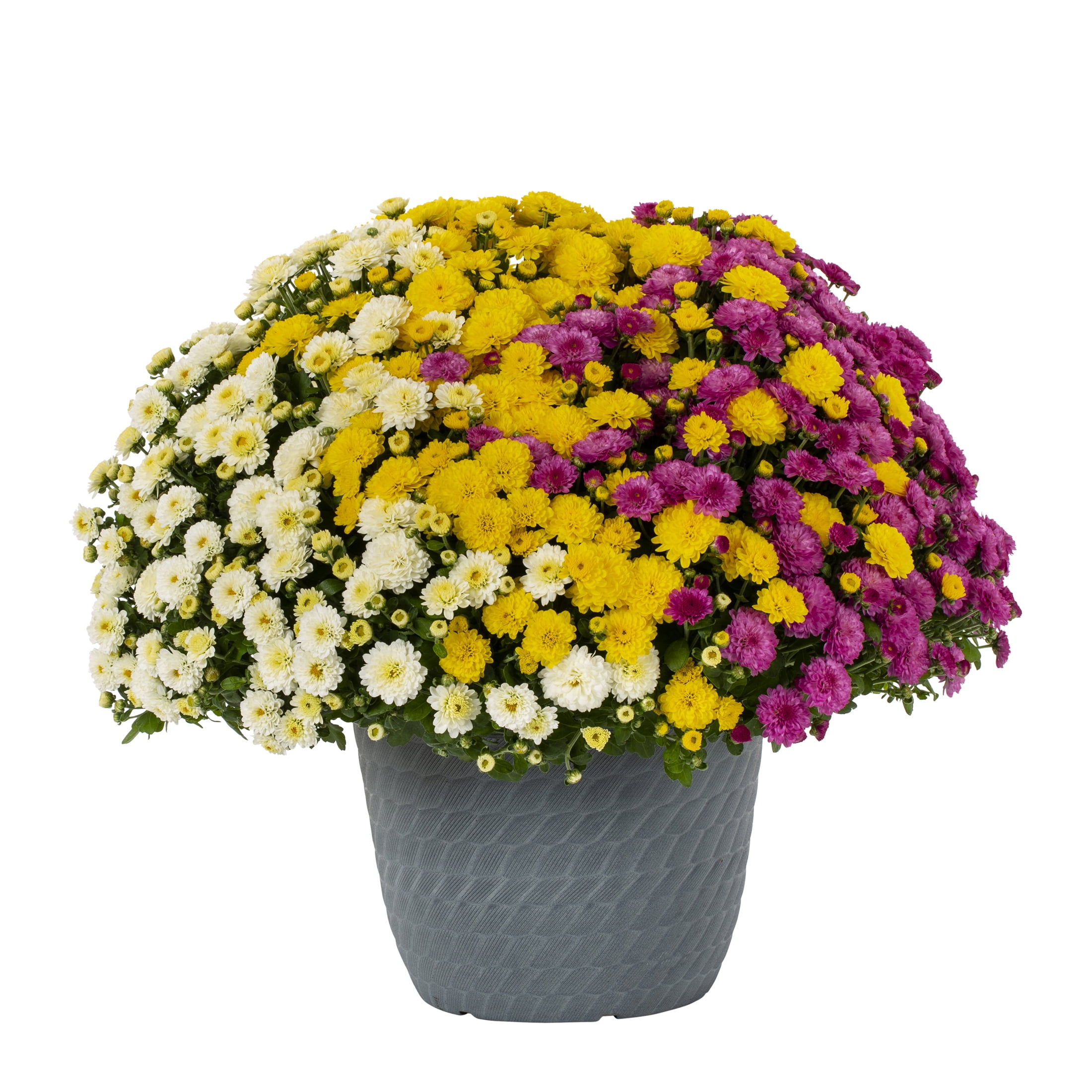 Better Homes & Gardens 1.5G Multicolor Purple White Yellow Hot Toddy Mum Full Sun Live Plant (1-Pack) with Decorative Round Planter