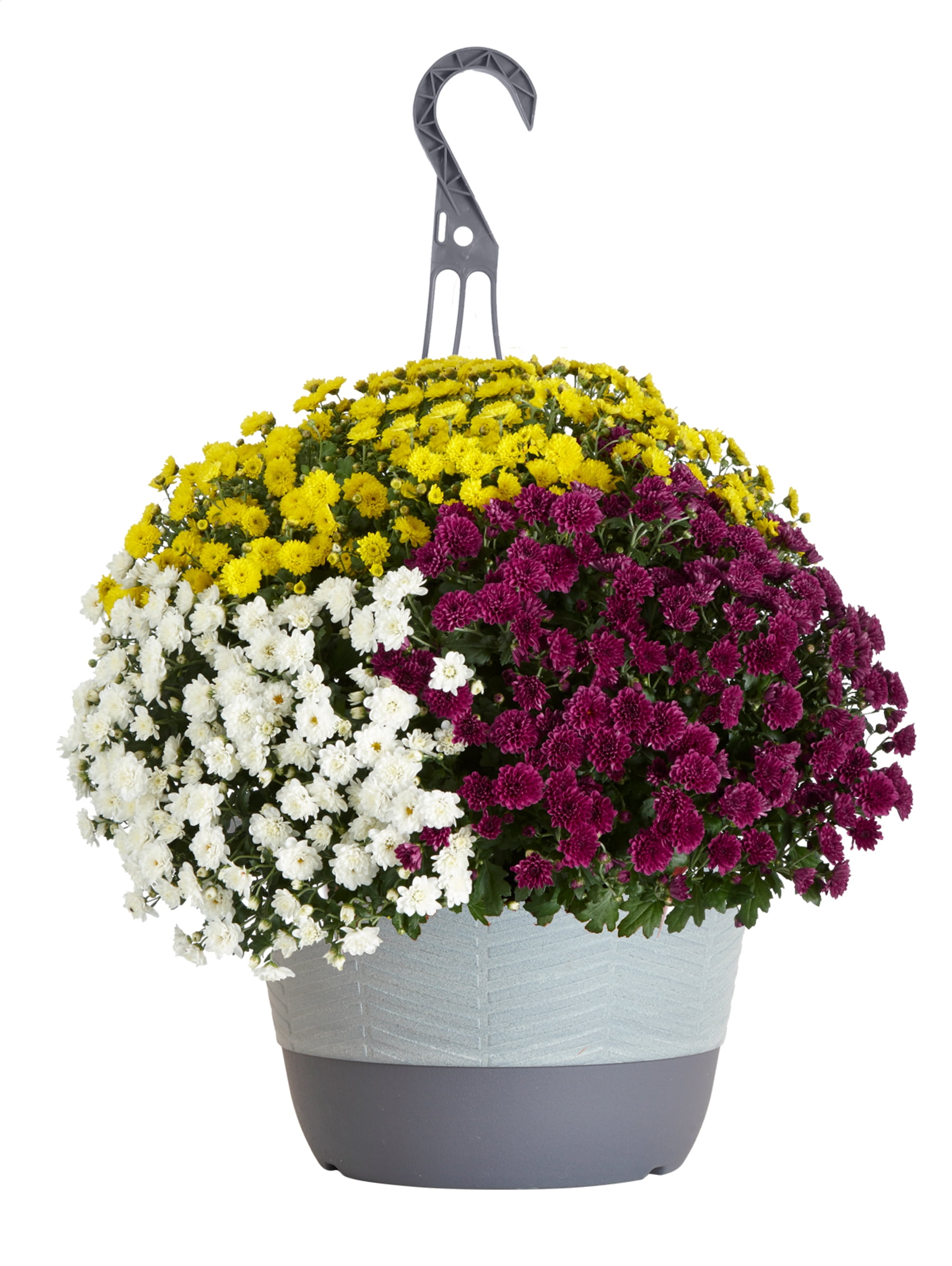 Better Homes & Gardens 1.5G Mum Hanging Basket Live Plant Full Sun
