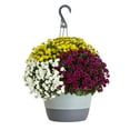 thumbnail image 1 of Better Homes & Gardens 1.5G Mum Hanging Basket Live Plant Full Sun, 1 of 5