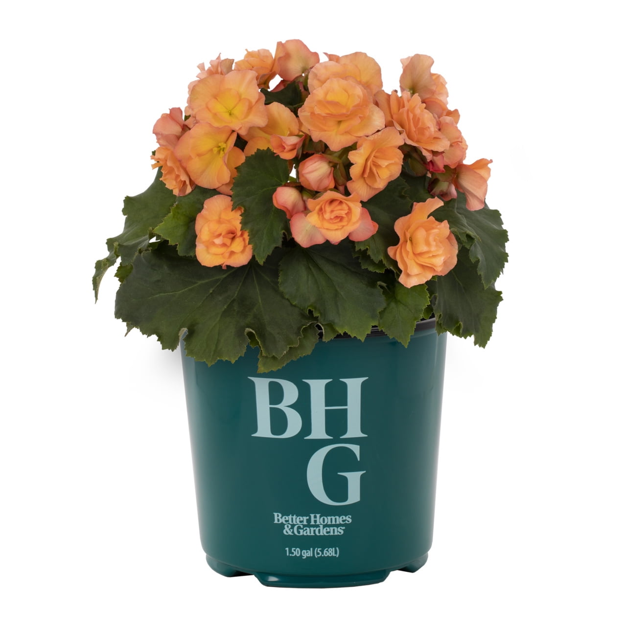 Better Homes & Gardens 1.5gal Orange Begonia Live Annual Plant Shade
