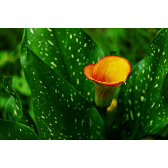 Better Homes & Gardens 1.5G Orange Calla Lily Live Plant Decorative Pot Sun
