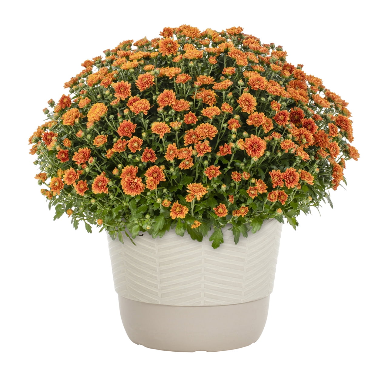 Better Homes & Gardens 1.5G Orange Garden Chrysanthemum Plant Decorative Pot Sun