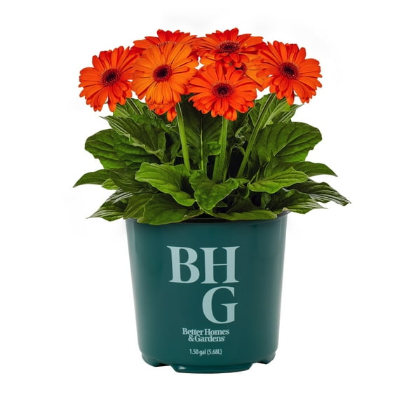 Better Homes & Gardens 1.5gal Orange Gerbera Daisy Live Annual Plant Sun