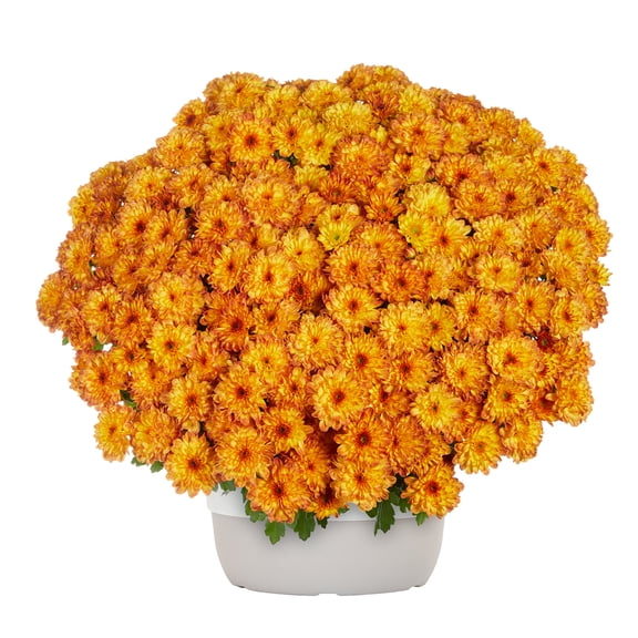 Better Homes & Gardens 1.5G Orange Mum Live Plant Decorative Hanging Basket