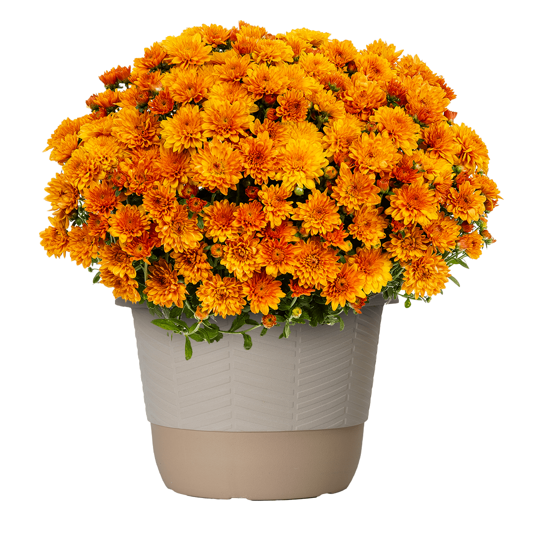 Better Homes & Gardens 1.5 Gallon Orange Mum Live Plant in Decorative Pot