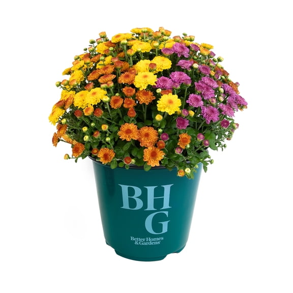 Better Homes & Gardens Orange, Purple & Yellow Multicolor Mum Live Plant in 1.5 gal Grower Pot